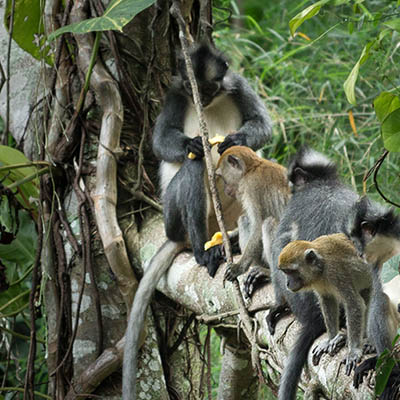 Gunung Leuser National Park, Sumatra, Indonesia (1) 05.07.2019 // Moritz Kirschner (moritzkirschner.com)