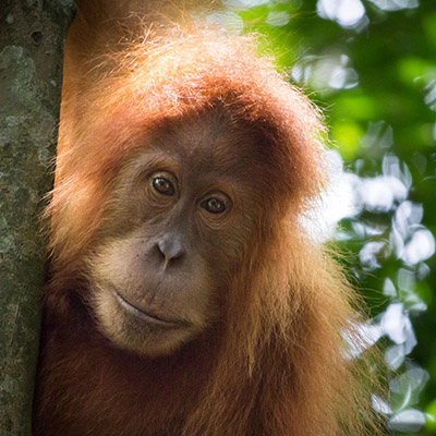 Gunung Leuser National Park, Sumatra, Indonesia (2) 06.07.2019 // Moritz Kirschner (moritzkirschner.com)