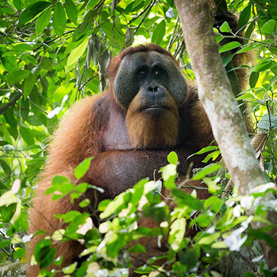 Gunung Leuser National Park, Sumatra, Indonesia (3) 06.07.2019 // Moritz Kirschner (moritzkirschner.com)