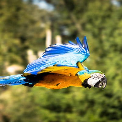 Parc Des Oiseaux, Villars Les Dombes, France (2) 07.09.2018 // Moritz Kirschner (moritzkirschner.com)